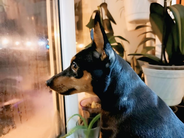 Собакочетверг!