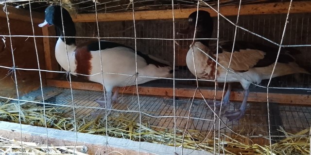 Весёлая ферма перерастает в полноценный зоопарк!