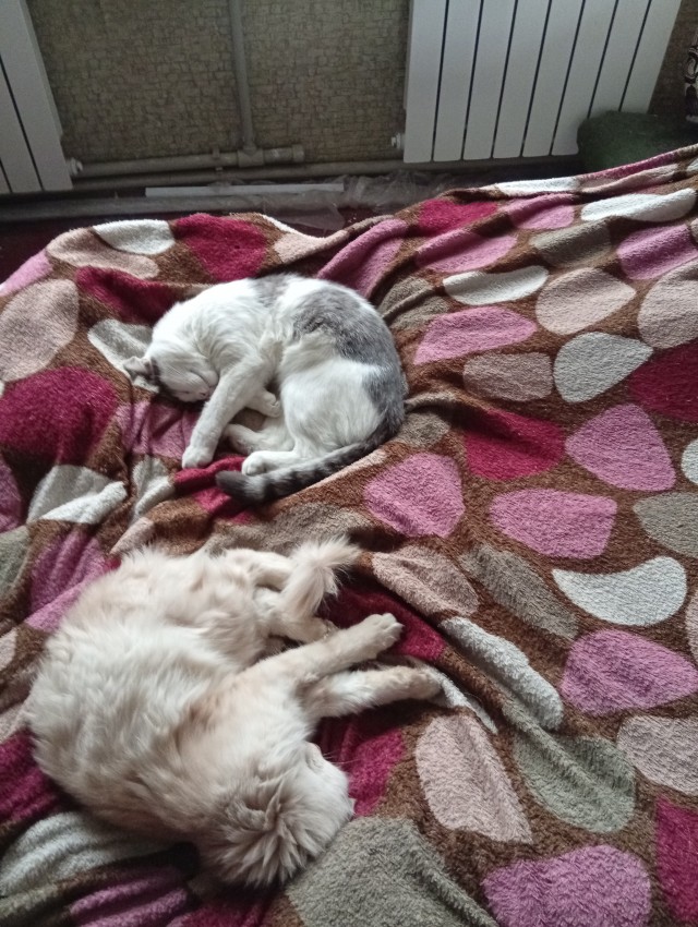 Кот принёс дичь