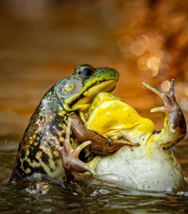 Финалисты фотоконкурса Nikon Comedy Wildlife Awards 2025