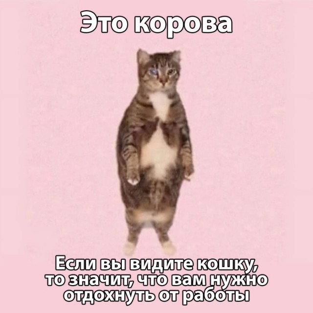 Среды картинки