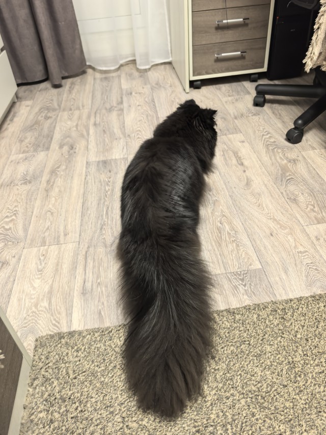 Хвостище к котовторнику