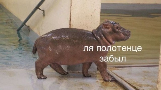 Картинки для деградации 207 (разной степени свежести)