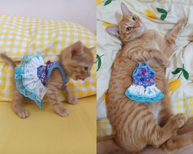 Возлюби кота ближнего своего