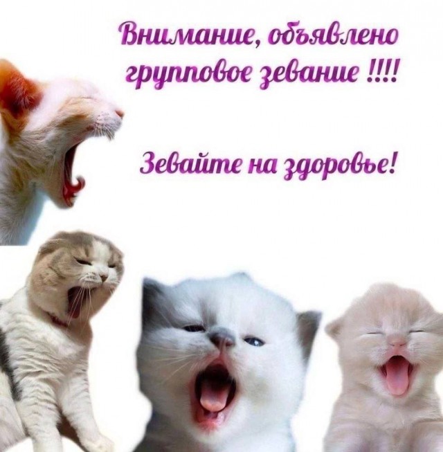 мемчики
