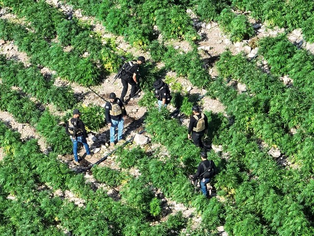 350000 кустов отборнейшей Мариванны пошли по п&%де!