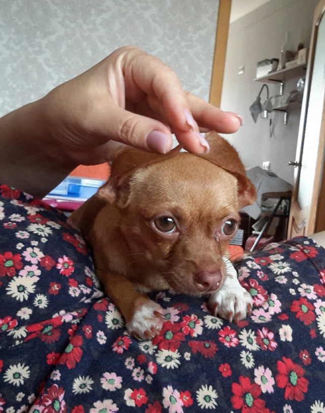 Собакочетверг же!