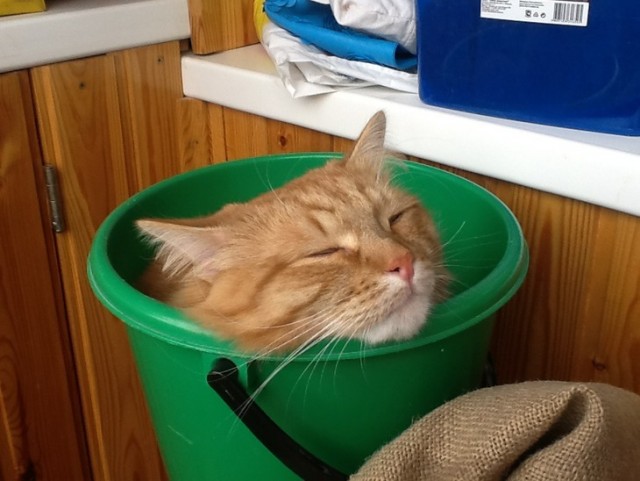 Мне два ведра кошек, пожалуйста...