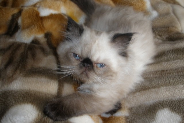 Котовторник на 24.09.2013г
