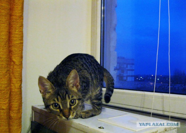 Кошка Соня