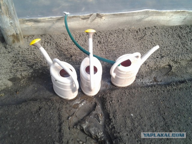 Любителям зелени