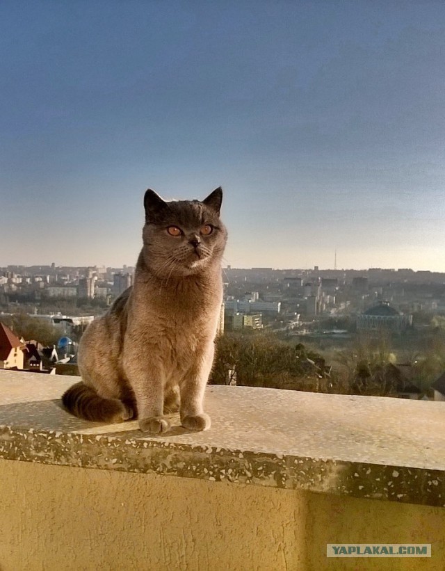 Котовторник   15.04.2014