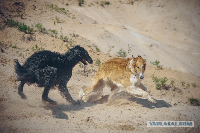 Собачки: русская борзая