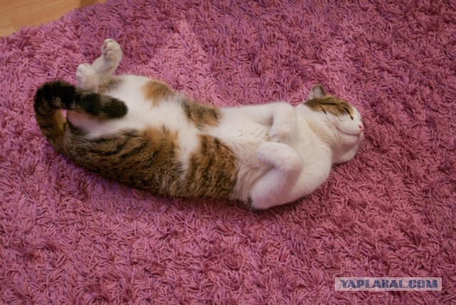 Котовторник 22.07.14