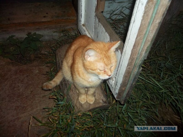 Жизнь домашнего приюта для котеек 21