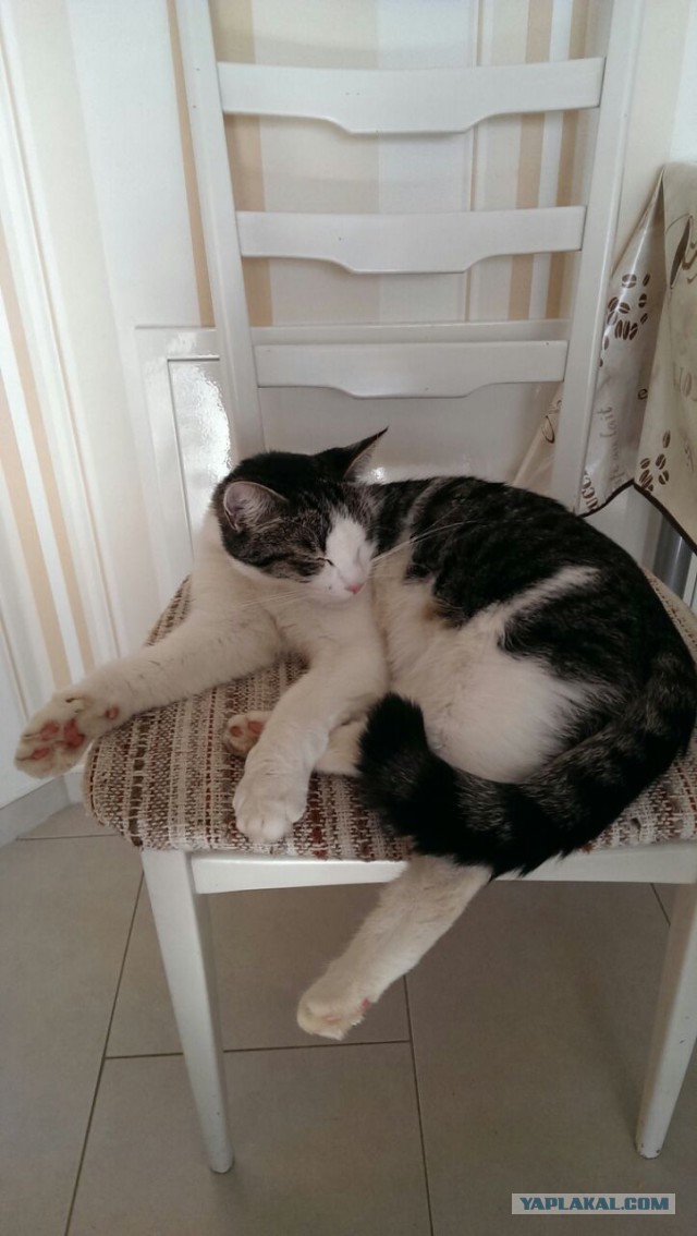 Котовторник 04.11.2014