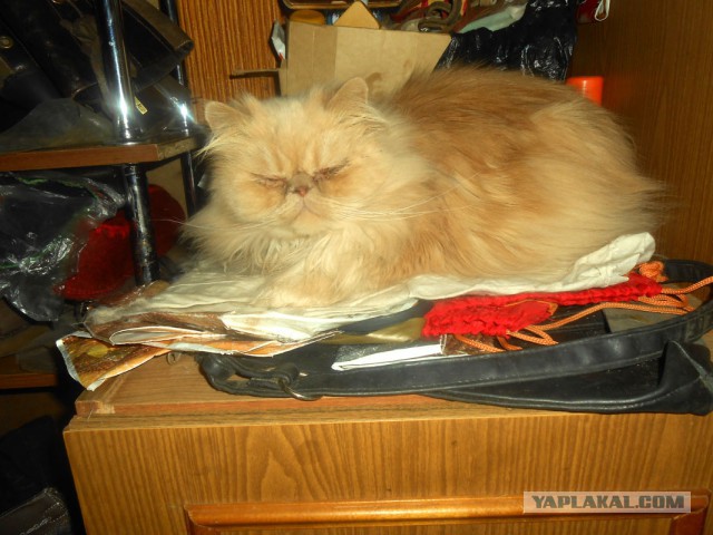 Котовторник 9.12.2014