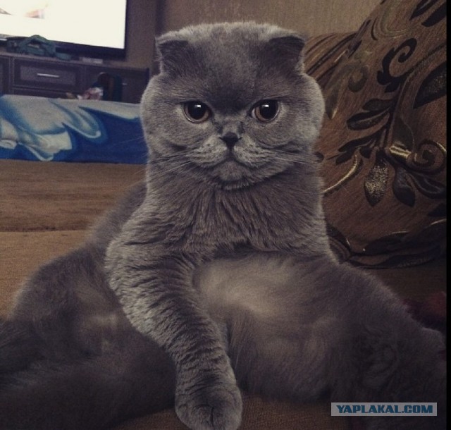 Уездные коты и кошки