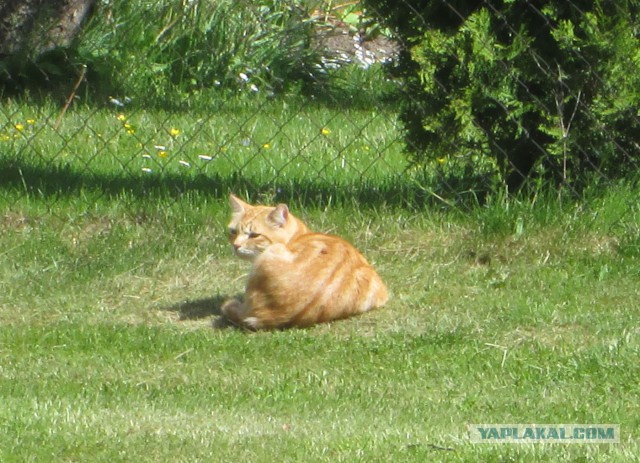 Котовторник 04.08.2015