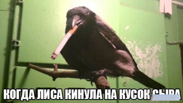 Картинки, гифки.