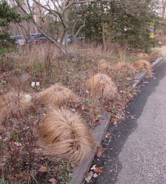 "Я нашёл место, где Дональд Трамп выращивает свои волосы"