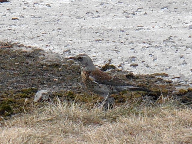 Каких птиц вы видите в городе?