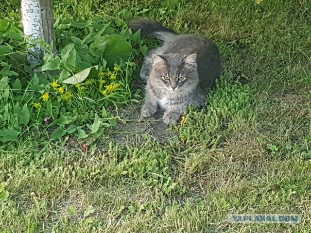 Котовторник 26.07 2016