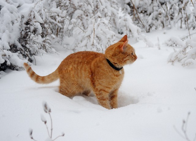 Снежный кот. Первому снегу посвящается.