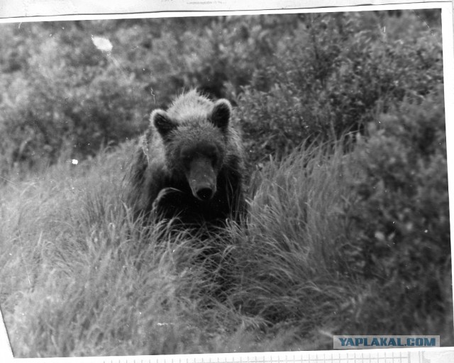 Про Камчатку - Как за мной гнался медведь.