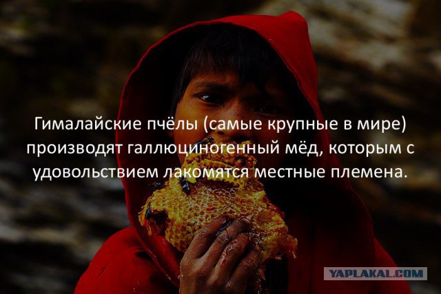 39 интересных фактов в картинках