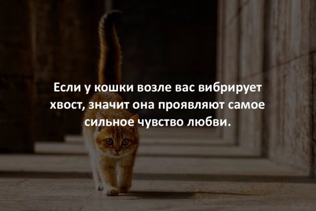44 интересных факта в картинках. Продолжение