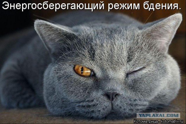 Щипач