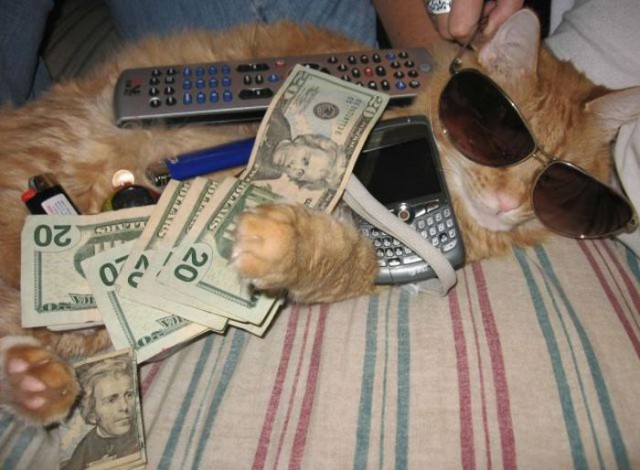 Коты и Кошки