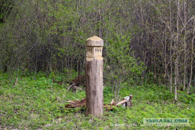 Как вырубают Корочанский лес в Белгородской области