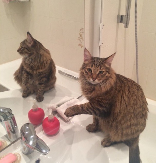 24 кота, которые подняли дерзость на новый уровень