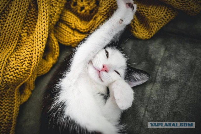 Котовторник