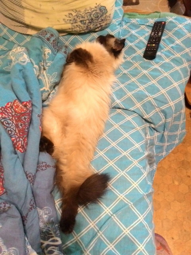 Котовторник!