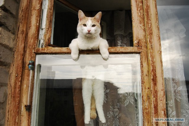 Котовторник на ЯПлакалъ (10.06.08), прикольные коты, добавляем свои!
