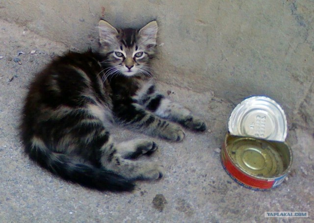 Котовторник на 1-е июня