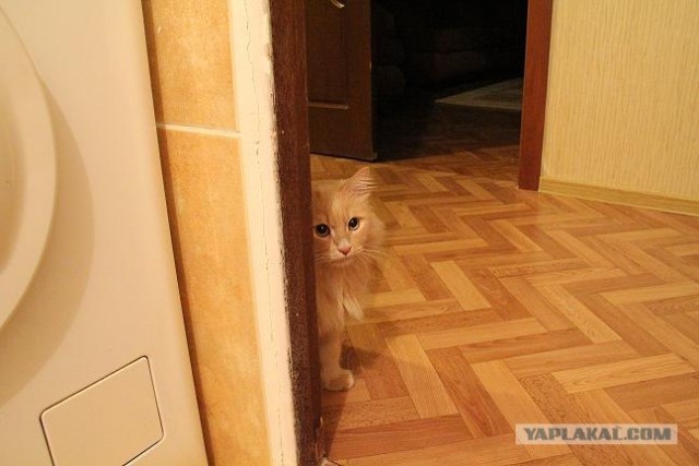 Котовторник на 2 ноября