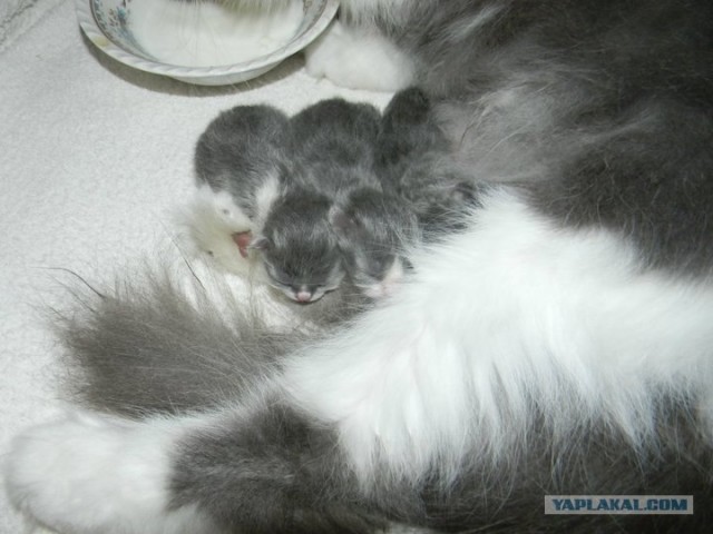 Котовторник, для любителей кошек