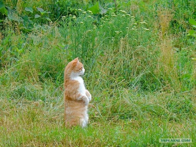 Котовторник объявляется открытым!