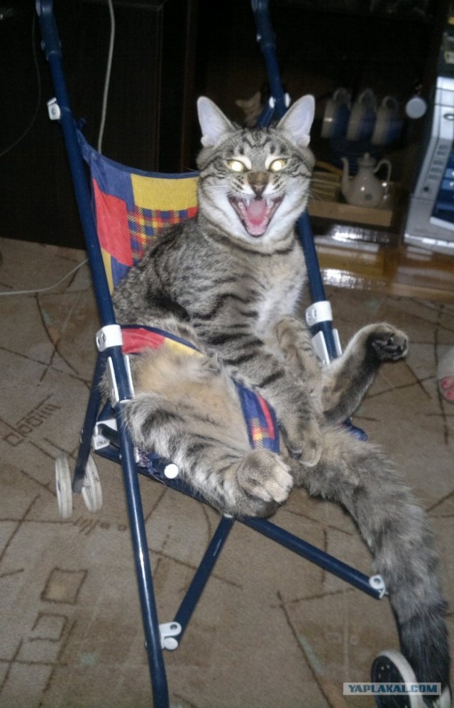 Котовторник (31.01.2012)