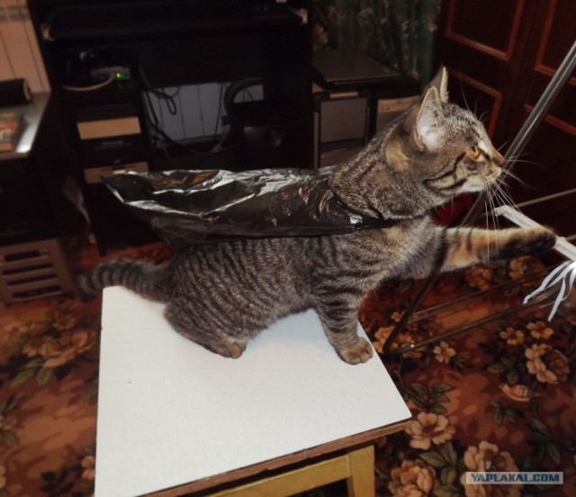 Котовторник 10. 07. 2012
