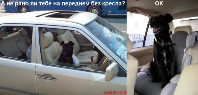 Собаки, которые попали в кадр в самый неожиданный для них момент