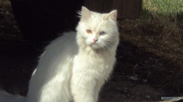 Котовторник  16.10.12