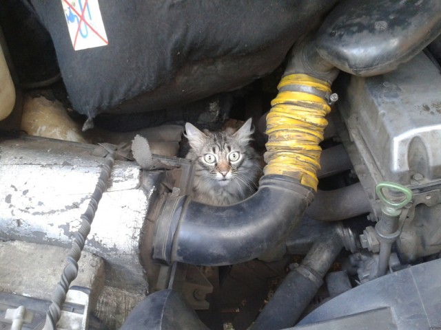 Капот закрыл! Быстро!