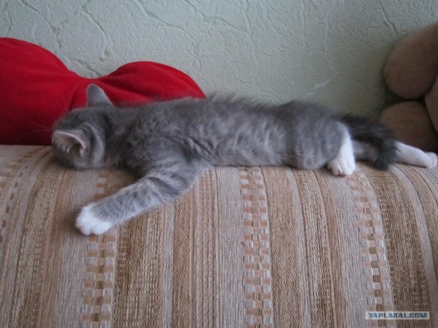 Котовторник 12.02.13