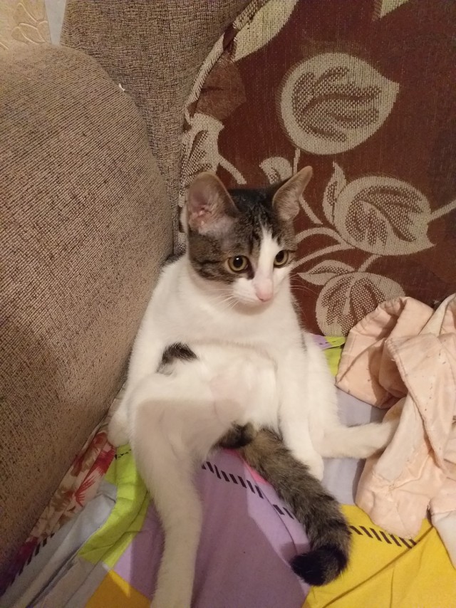 Забавные фото котеек