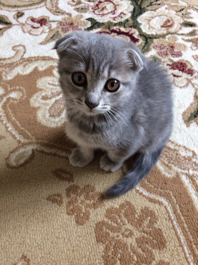 Забавные фото котеек